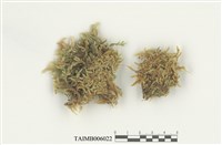 藏品(皺葉粗枝苔)的圖片